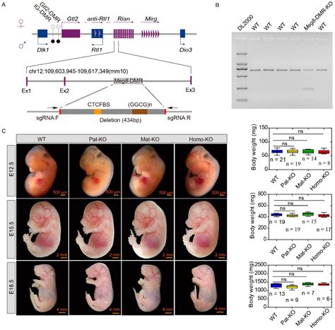 Meg8-DMR as the Secondary Regulatory Region Regulates the Expression of ...