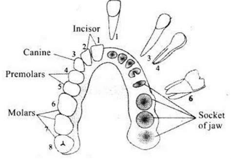 explain Buccal cavity.with diagram - Brainly.in