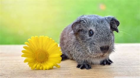 [100+] Cute Guinea Pig Pictures | Wallpapers.com