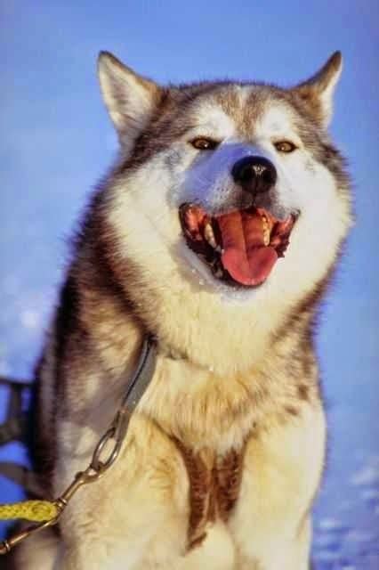 The Top 10 Most Dangerous Dog Breeds in the World - The Most Popular ...