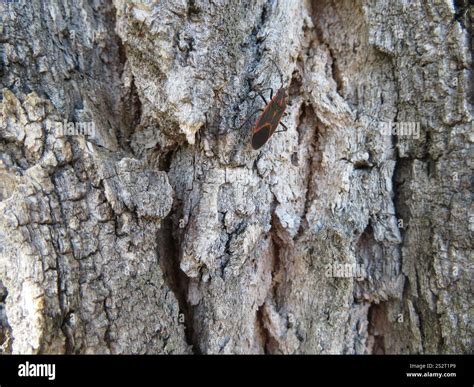 Eastern Boxelder Bug (Boisea trivittata Stock Photo - Alamy