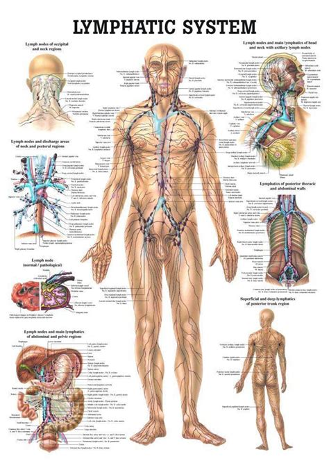 Image result for Map of Lymphatic System