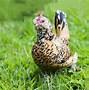 Image result for Purple Chicken Breed