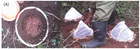 The Effect of Dung Beetle Size on Soil Nutrient Mobilization in an ...