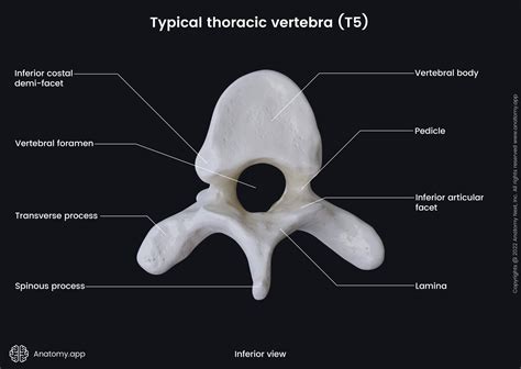 Thoracic Vertebrae Anatomy