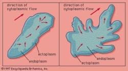 Revision Notes: Movement And Locomotion - Biology Class 9 ICSE PDF Download