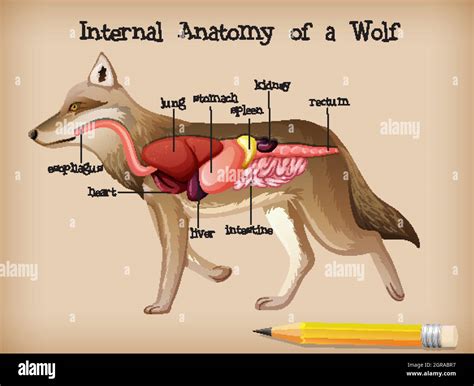 Anatomy Of The Wolf: Inside The Biology Of The Pack