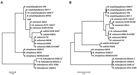 Functional Genomic Insights into Probiotic Bacillus siamensis Strain ...