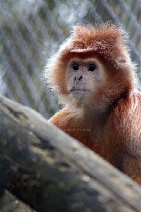 Image result for Red Thread Monkey