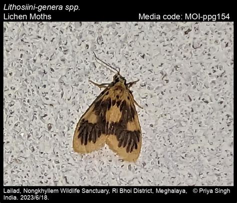 Lithosiini-genera spp. | Moths