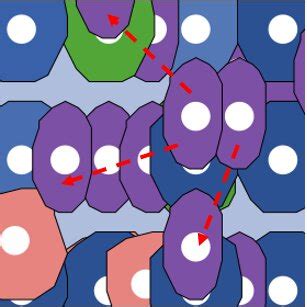 Algorithm Cell Animation 的图像结果