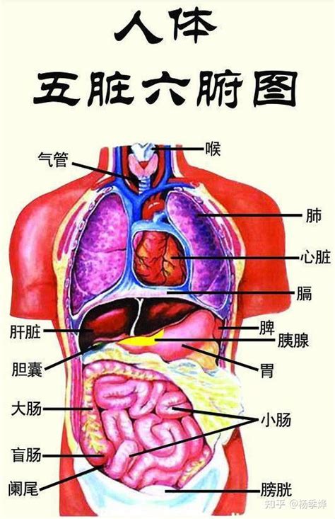 Image result for APA 7th Appendix Format Examples
