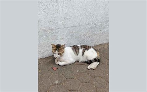 iQOO Neo9 Pro to come with a major camera upgrade: Sample shots to give ...