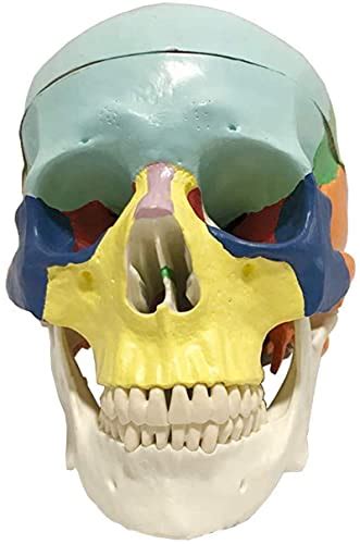 Buy Anatomy Model, Educational Model Color Human Skull Model Anatomical ...