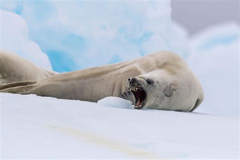 Yawning Crabeater Seal [OC] : seals