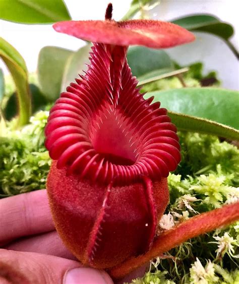 A beautiful red Nepenthes villosa pitcher growing in my highland ...