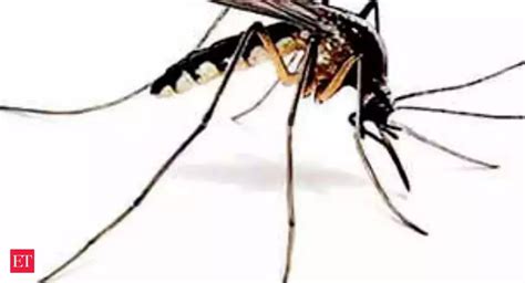 Delhi hospitals under pressure as dengue cases soar - The Economic ...