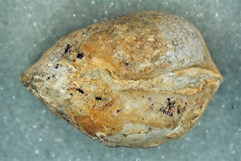 Types of fossils — task. Science State Board, Class 10.