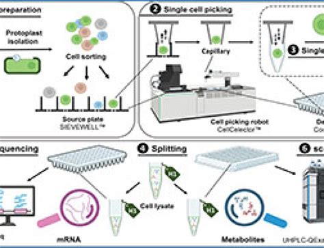 Single-cell RNA-seq 的图像结果
