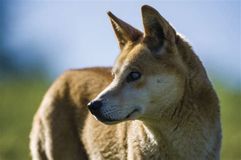 Dingo culling: A sanctioned killing of native animals - Australian Geographic
