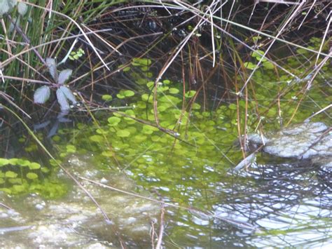 Wild and Wonderful: Looking for Frogspawn at Felixstowe