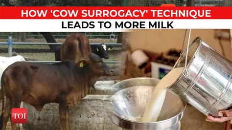 How Bareilly's scientists found that 'cow surrogacy' technique can lead ...