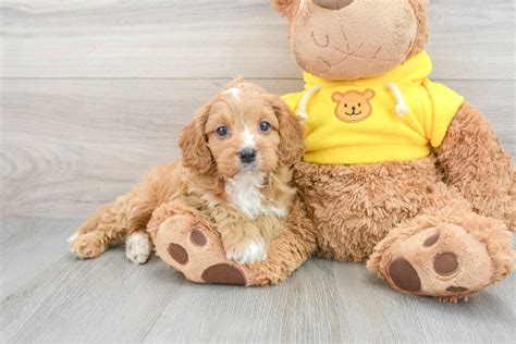 Newborn Cavapoo 的图像结果