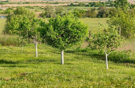 Young fruit trees in the garden on a spring sunny day | Premium Photo