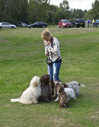 Image result for House Training a Cockapoo