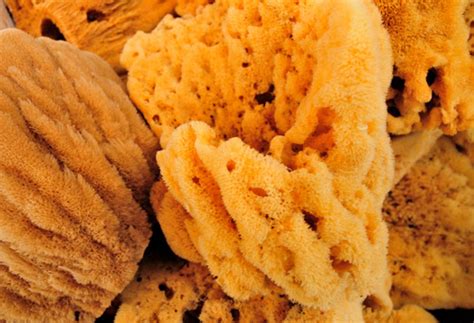 animal kingdom chapter 4 Flashcards | Quizlet