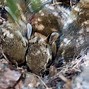 Image result for Show Baby Wild Rabbits Nesting