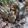 Image result for Cottontail Rabbit Making a Nest