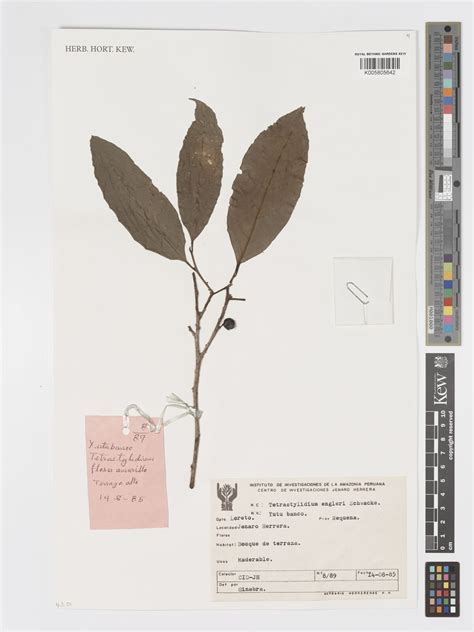 Tetrastylidium grandifolium (Baill.) Sleumer | Plants of the World ...