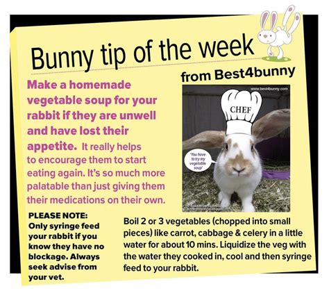 Bildergebnis für bunny tips and tricks