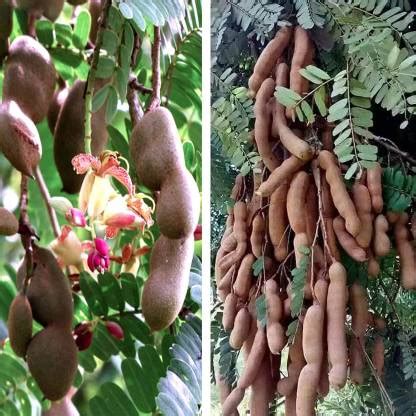 KANAYA IMLI seeds beej,Tamarind Seed Price in India - Buy KANAYA IMLI ...