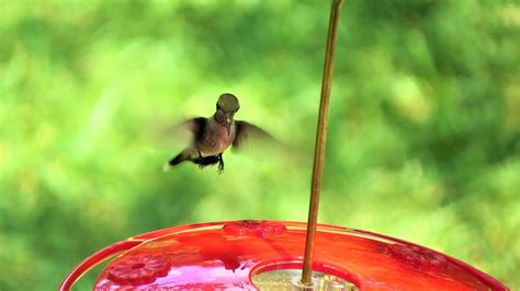 Image result for Hummingbird Humming