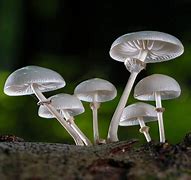 fungi 的图像结果