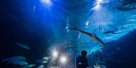 Heal the Bay Aquarium| Discover the Marine Wonders