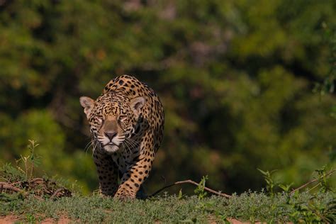 5 Tips to Spot Jaguars in the Wild in the Pantanal