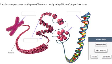 DNA Label 的图像结果