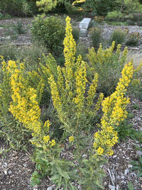 Plant Profile: Goldenrods (Solidago sp.) - Dyck Arboretum