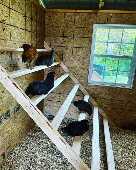 10 Genius Chicken Roost Ideas Your Flock Will Love