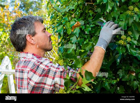 Image result for Tree Root Trimmer