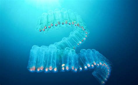 深海的“奇特”生物它们为什么都长得“奇形怪状”？_动物