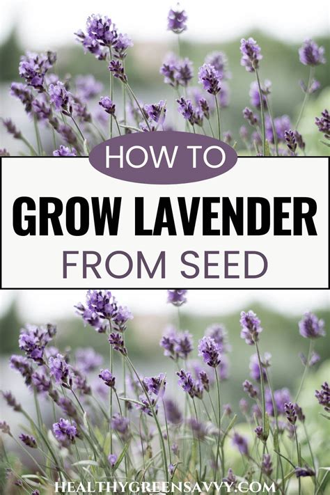 How to Grow Lavender from Seed in 8 Easy Steps