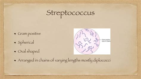 Streptococcal infections , Streptococcus | PPT