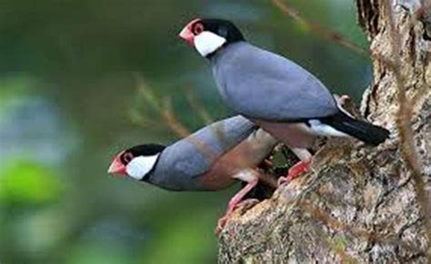 Image result for Java Sparrows for Sale