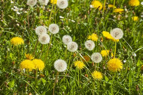 How To Get Rid Of Dandelions: A Step-By-Step Guide For Homeowners ...