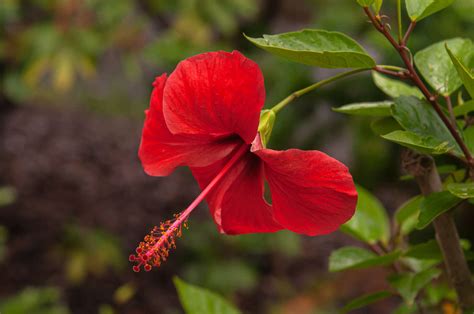 15 Varieties of Red Flowers to Consider for Your Garden