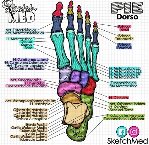 Huesos del pie – Artofit